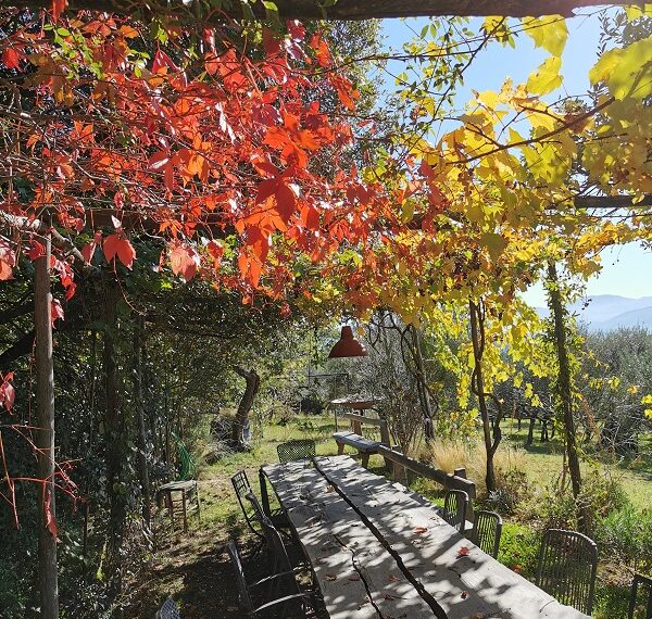 Arrampicare (pergole, alberi, …)