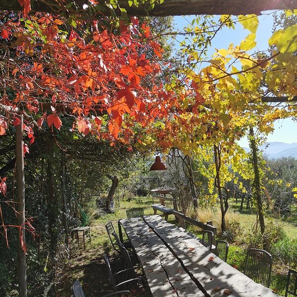 Arrampicare (pergole, alberi, …)