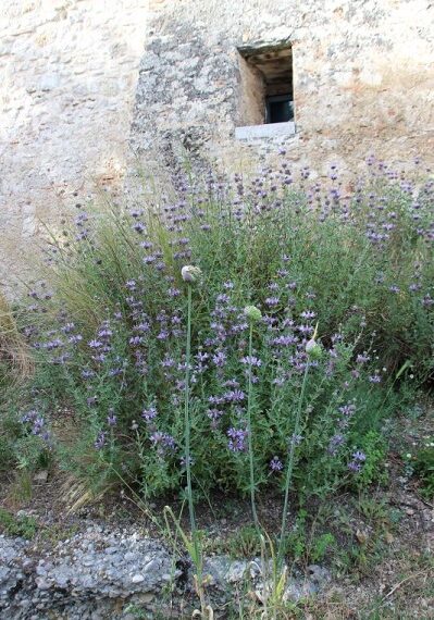 Sull’intrepido giardino di roccia