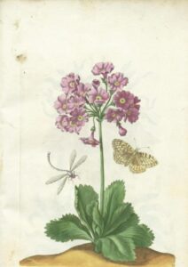Maria Sibylla Merian, un nuovo sguardo sul mondo naturale
