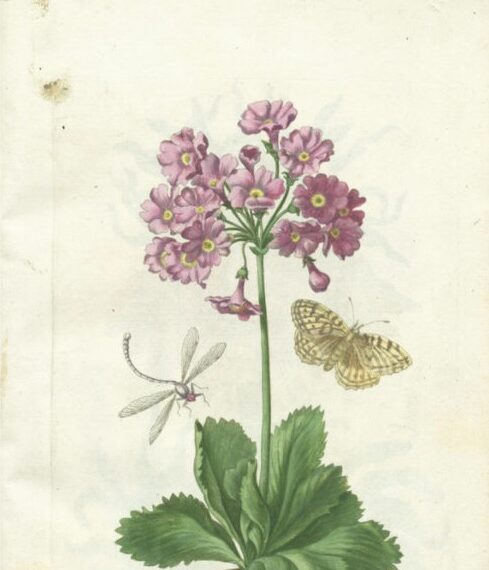 Maria Sibylla Merian, un nuovo sguardo sul mondo naturale