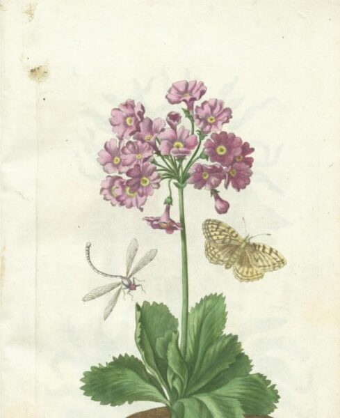 Maria Sibylla Merian, un nuovo sguardo sul mondo naturale