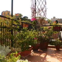 sui tetti di Trastevere sui tetti di Trastevere
