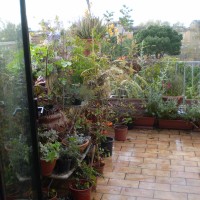 un profluvio di vasi un profluvio di vasi