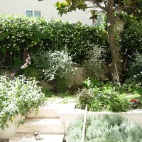 sotto la magnolia sotto la magnolia