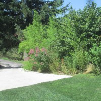 assieme al verde denso assieme al verde denso