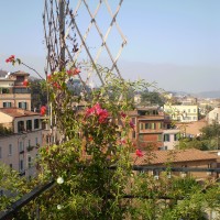 rose e bouganvillea rose e bouganvillea