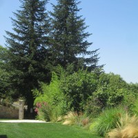 su ciuffi al vento su ciuffi al vento