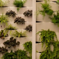 specie e forme specie e forme