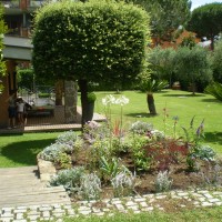 fioriture sotto l'albizia fioriture sotto l'albizia