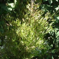 angoli di naturalità angoli di naturalitÃ