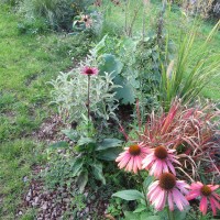 echinacea e imperata echinacea e imperata