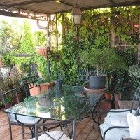 piante compagne piante compagne