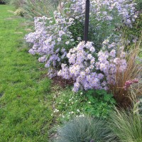 aster e carex aster e carex