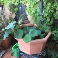 il loto seduto il loto seduto