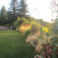 macleaia, eringium macleaia, eringium