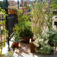 scandito dalle aromatiche scandito dalle aromatiche