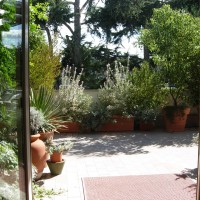 sullo sfondo dei cedri sullo sfondo dei cedri