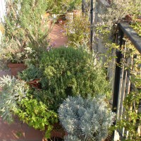 lycnis salvie lycnis salvie