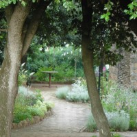 sempre la cornice dei lecci sempre la cornice dei lecci