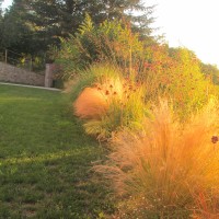 verbene e pennisetum verbene e pennisetum