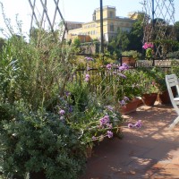 convolcolo cneorum convolcolo cneorum