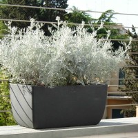 il senecio cineraria il senecio cineraria