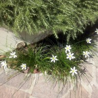 il sisyrinchium il sisyrinchium