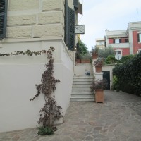 la vitis rubra la vitis rubra