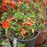 ma anche violaciocche ma anche violaciocche