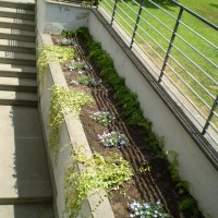 ricadenti lungo le scale ricadenti lungo le scale