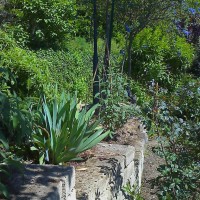 sui terrapieni, iris e cisti sui terrapieni, iris e cisti