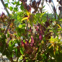 a collegare solanum a collegare solanum