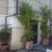 due dodonee incorniciano due dodonee incorniciano