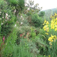 erigeron e rosmarini erigeron e rosmarini