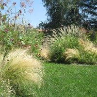 erigeron, stipe, helenium erigeron, stipe, helenium