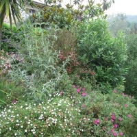 dodone, budleie dodone, budleie