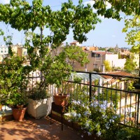 glicini plumbago vite americana glicini plumbago vite americana