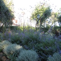 nepeta e verbene in volo nepeta e verbene in volo