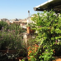 verbena bonarisensis verbena bonarisensis