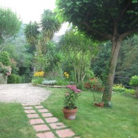 thulbaghie e hemerocallis thulbaghie e hemerocallis