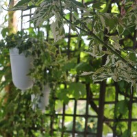 tra variegature tra variegature