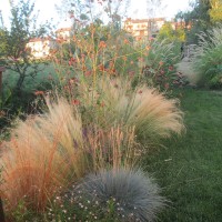 carex e festuca carex e festuca