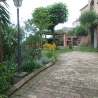 echinacee e santoline echinacee e santoline