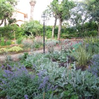 strisce di stachys e lycnis strisce di stachys e lycnis