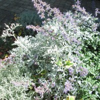 cineraria marittima cineraria marittima