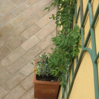 intrecciata, la bignonia intrecciata, la bignonia