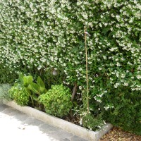 nandine nane e canna indica nandine nane e canna indica