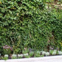 al sole santoline e fioriture al sole santoline e fioriture