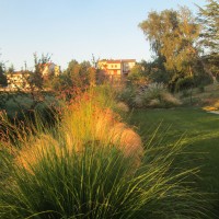 le spighe della sanguisorba le spighe della sanguisorba